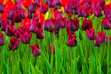 field of tulips. tulips flowers.