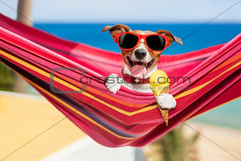 dog on hammock in summer  with ice cream 