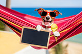 dog on hammock in summer 