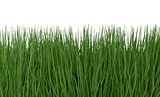 Green grass isolated on white 3d illustration