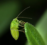 Greenfly on a plant leaf macro