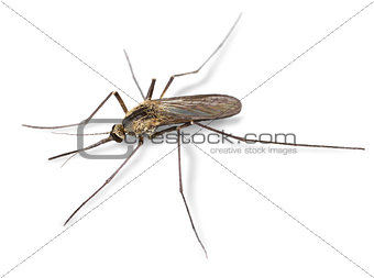 Common mosquito isolated on white