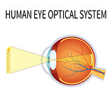 Illustration of the human eye optical system.