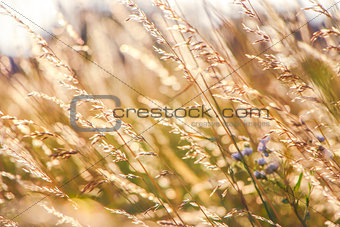 Golden Grain of Wild wheat on sunrise close up