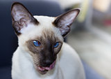 Portrait of beautiful blue eyes seal-point oriental cat.