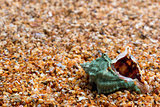 Wet seashell on sand