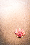 Colorful Pink Shell in Sand at the Beach