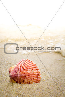 Colorful Shell in the Surf at the Beach