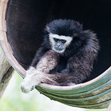 White handed gibbon sitting in a barrel