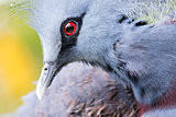 Victoria Crowned bird (Goura victoria)