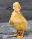 Cute little newborn duckling