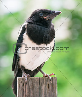 Bird on wooden fence