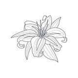 Lily Flower Monochrome Drawing For Coloring Book