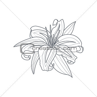 Lily Flower Monochrome Drawing For Coloring Book