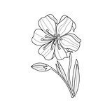 Marigold Flower Monochrome Drawing For Coloring Book