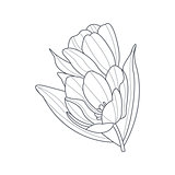 Tulip Flower Monochrome Drawing For Coloring Book