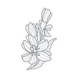 Daffodil Flower Monochrome Drawing For Coloring Book