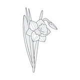 Narcissus Flower Monochrome Drawing For Coloring Book