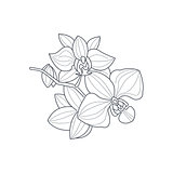 Orchid Flower Monochrome Drawing For Coloring Book
