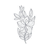 Jasmine Flower Monochrome Drawing For Coloring Book