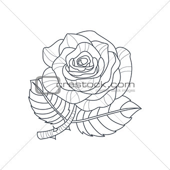 Rose Flower Monochrome Drawing For Coloring Book