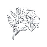 Calendula Flower Monochrome Drawing For Coloring Book