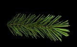 pine branch isolated on black 3d illustration