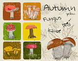 Vintage poster with autumn plants and fungis.