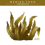 Sea Kelp. Marine Food