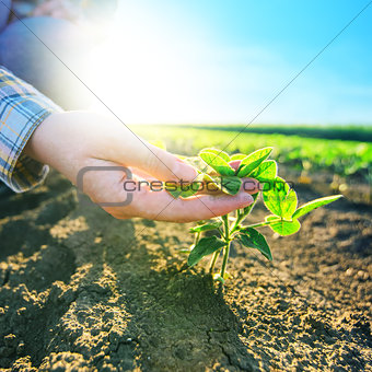Female farmer\'s hands in soybean field, responsible farming