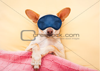 sleeping chihuahua dog