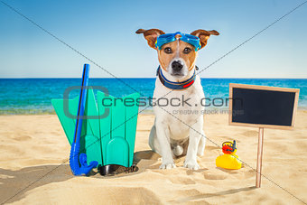 surfer dog beach