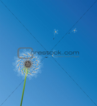 Vector Dandelion Flower