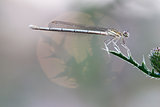 Dragonfly on leaf