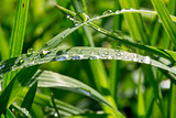 Water Droplets on Grass