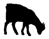 Goat silhouette 