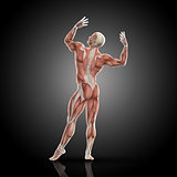 3D render of a medical figure with muscle map in bodybuilding po