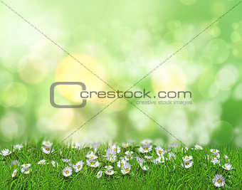 3D daisies in grass against a defocussed background