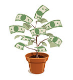Money Tree with dollars in pot.