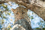 Leopard starring in a tree.
