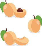 Apricot. Set apricots, pieces and slices
