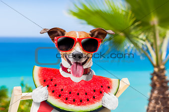 dog on hammock and watermelon
