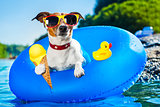 dog beach summer vacation