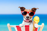 dog summer beach