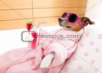 relax spa wellness dog