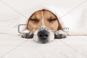  sleeping dog in bed