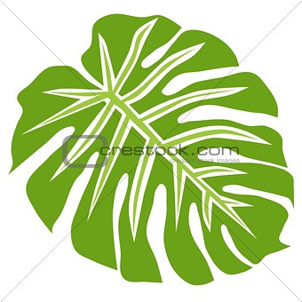Tropical plant philodendron