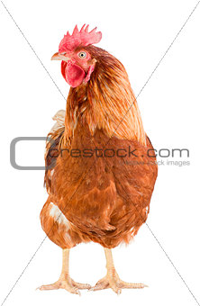 Young brown rooster, front view, isolated