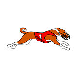 Running Basenji in red dog racing dress