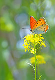 Orange butterfly on flower
